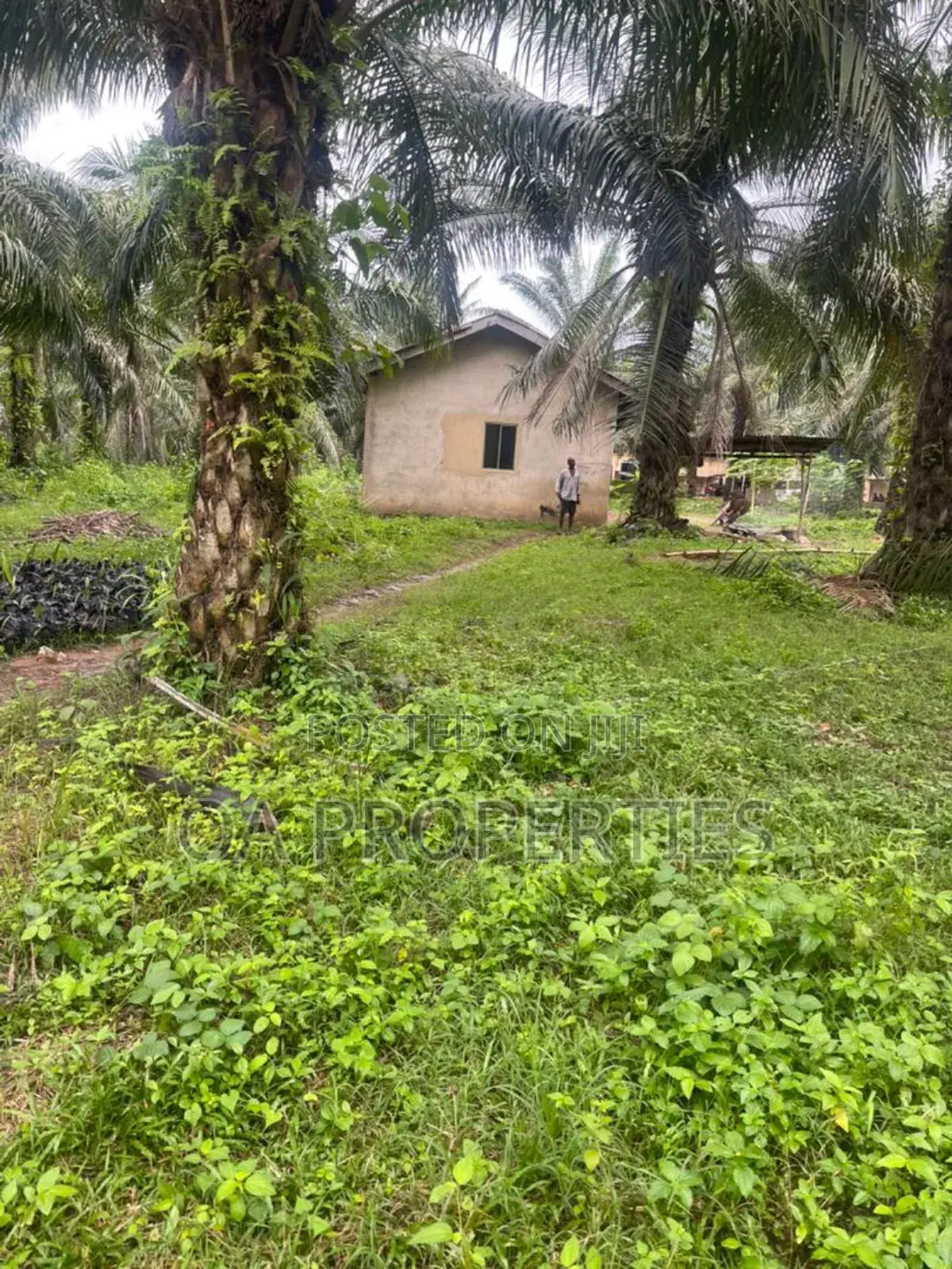 Acres of Palm Trees Land at Ijebu East,Off Benin / Ore Road in Ijebu