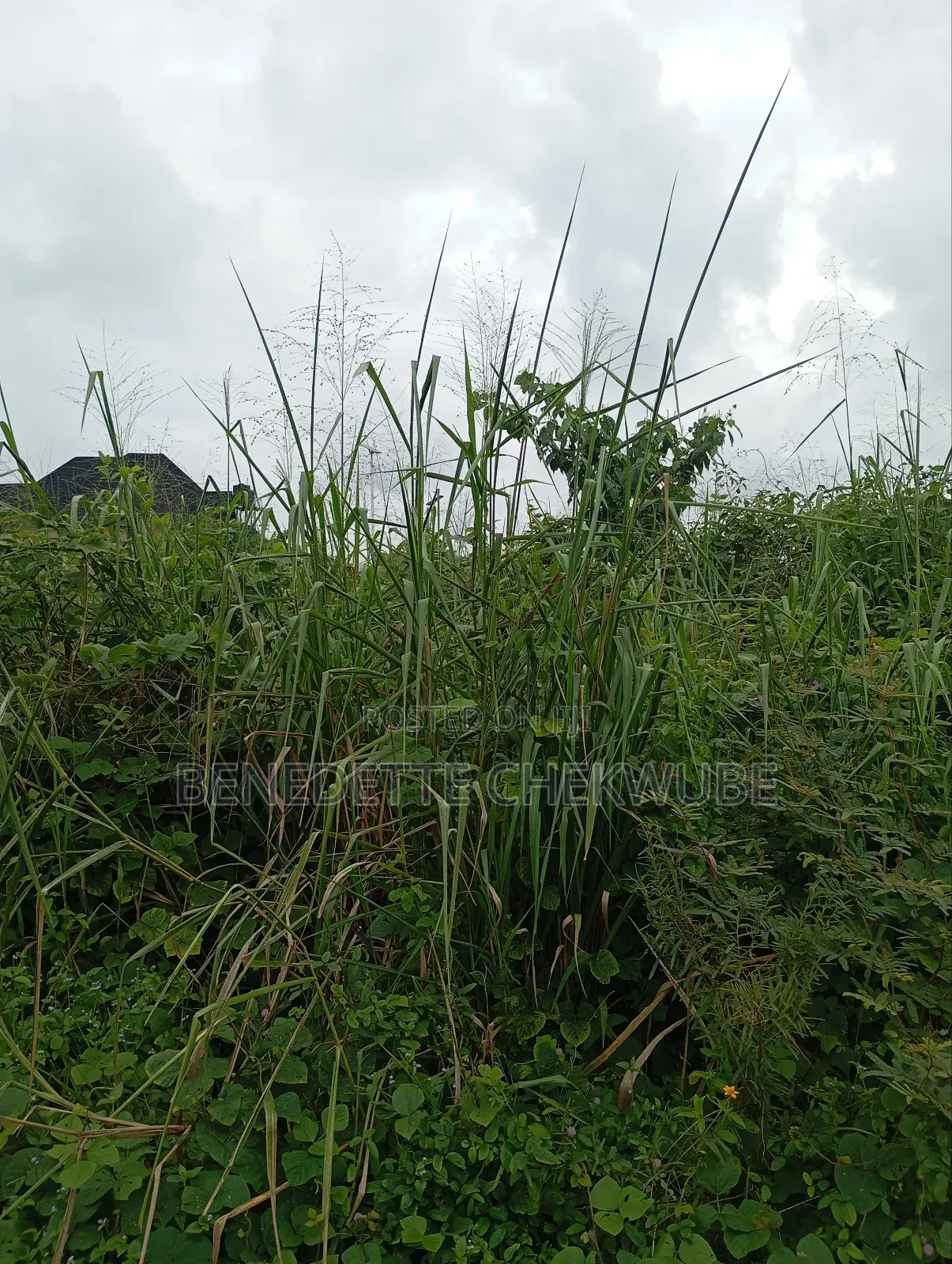 For Sale: Two Plots of Land in Port-Harcourt
