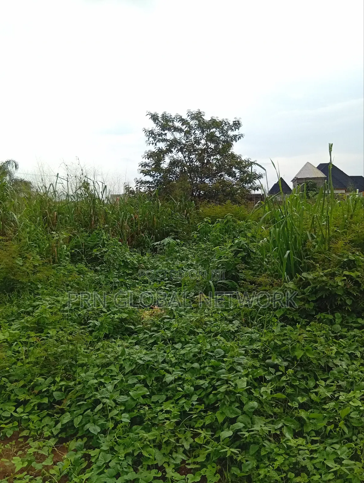 More Than 2 Plots of Land Waiting for a Buyer in Owerri