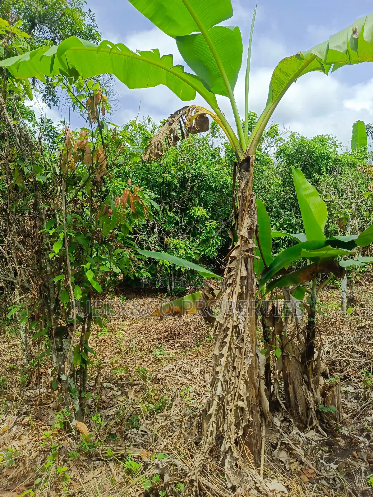 4 Acres Farm Land at Elelubo Abeokuta in Abeokuta South