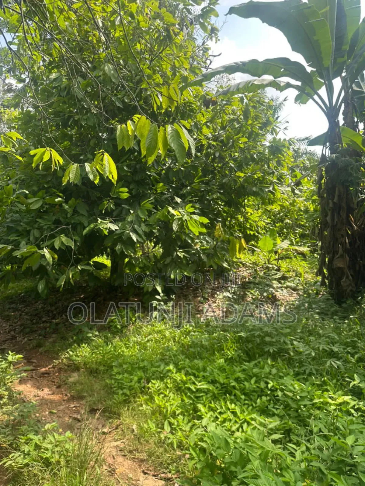 8000acres of Cocoa Trees, Palm Trees Etc in Osogbo