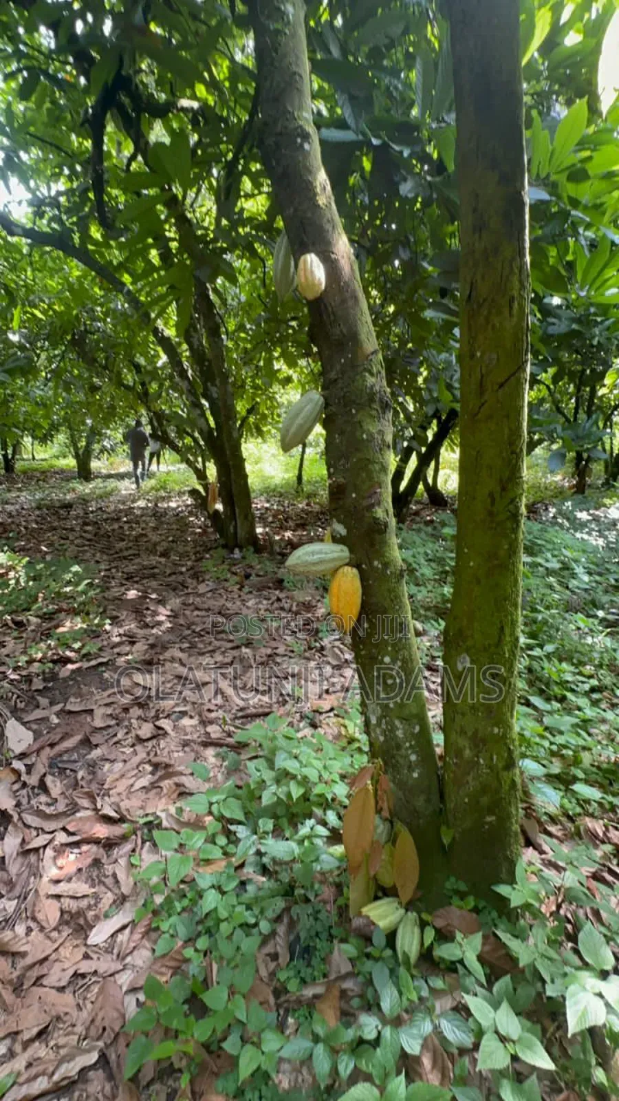 8000acres of Cocoa Trees, Palm Trees Etc in Osogbo
