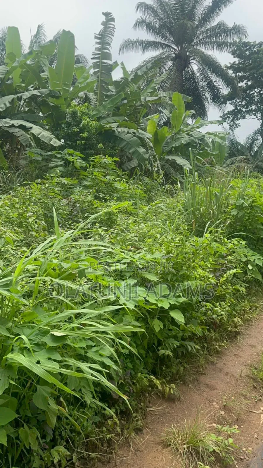 100acres of Farmland at Igisidi via Ikire/Apomun in Osogbo