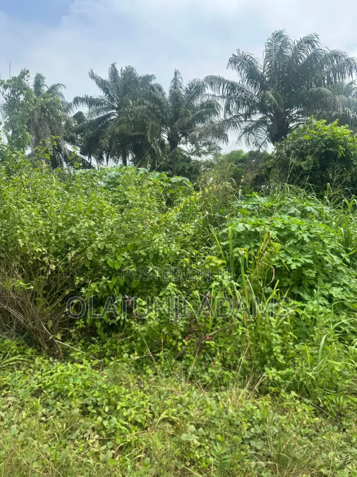 100acres of Farmland at Igisidi via Ikire/Apomun in Osogbo