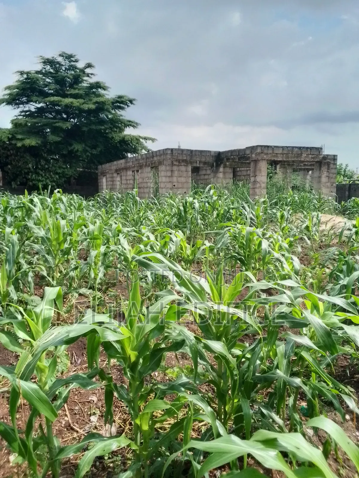 Full Plot of Land With 4bedroom 3shops at Ijede, Ikorodu. in Ijede / Ikorodu
