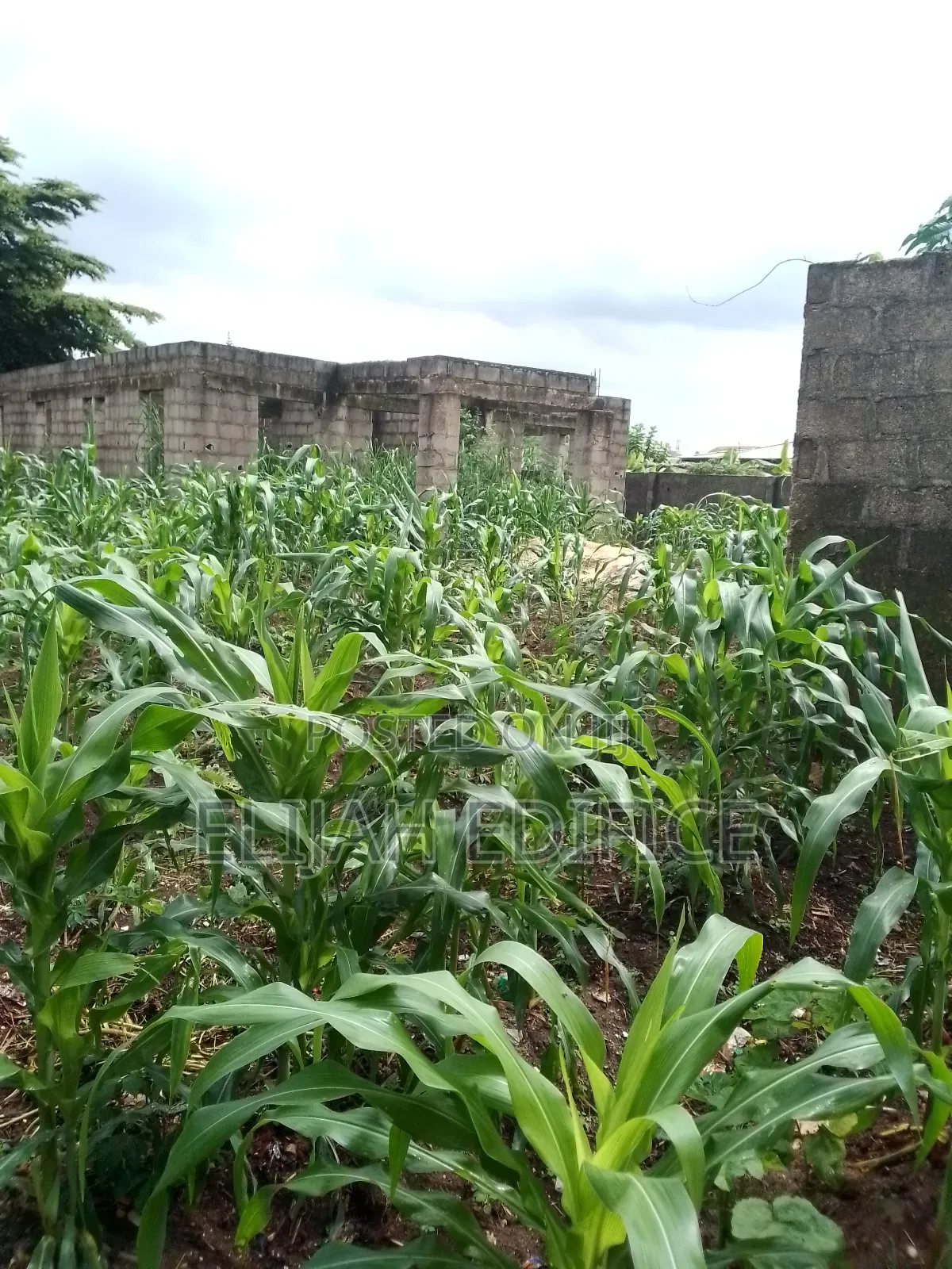 Full Plot of Land With 4bedroom 3shops at Ijede, Ikorodu. in Ijede / Ikorodu