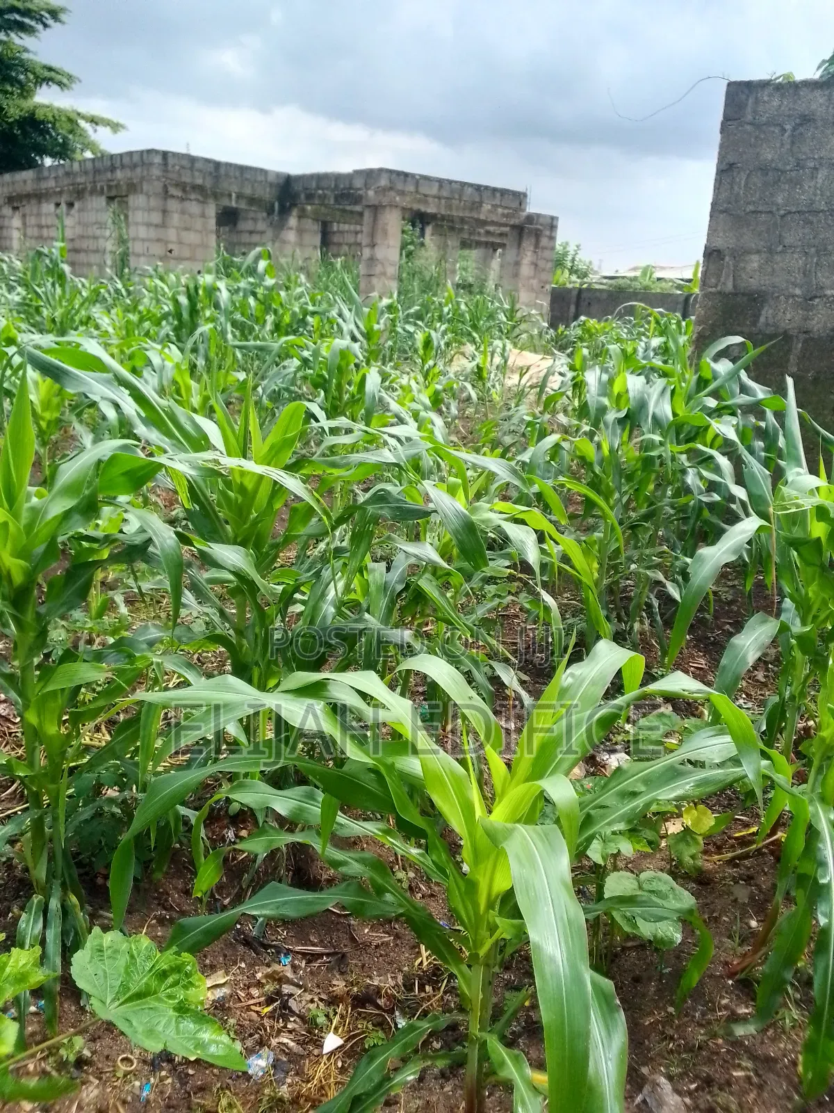 Full Plot of Land With 4bedroom 3shops at Ijede, Ikorodu. in Ijede / Ikorodu