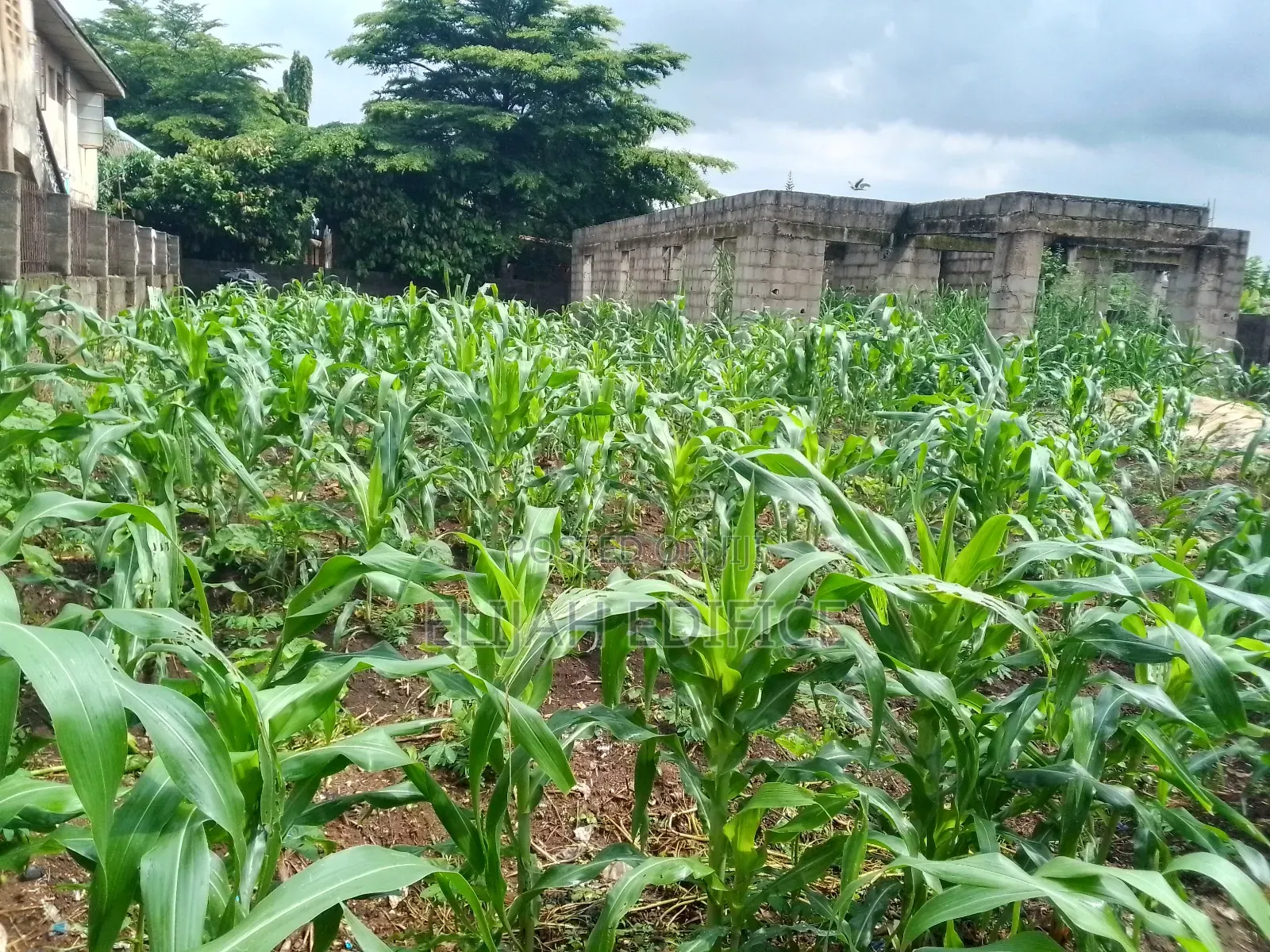 Full Plot of Land With 4bedroom 3shops at Ijede, Ikorodu. in Ijede / Ikorodu