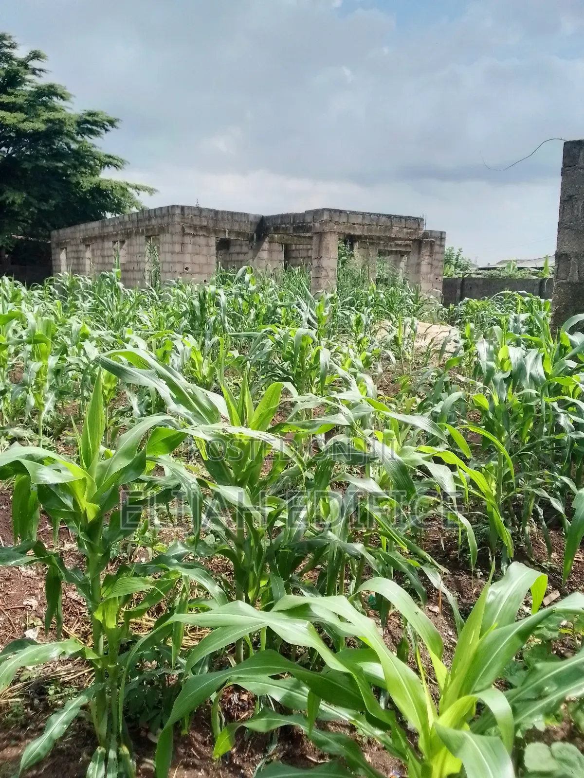 Full Plot of Land With 4bedroom 3shops at Ijede, Ikorodu. in Ijede / Ikorodu