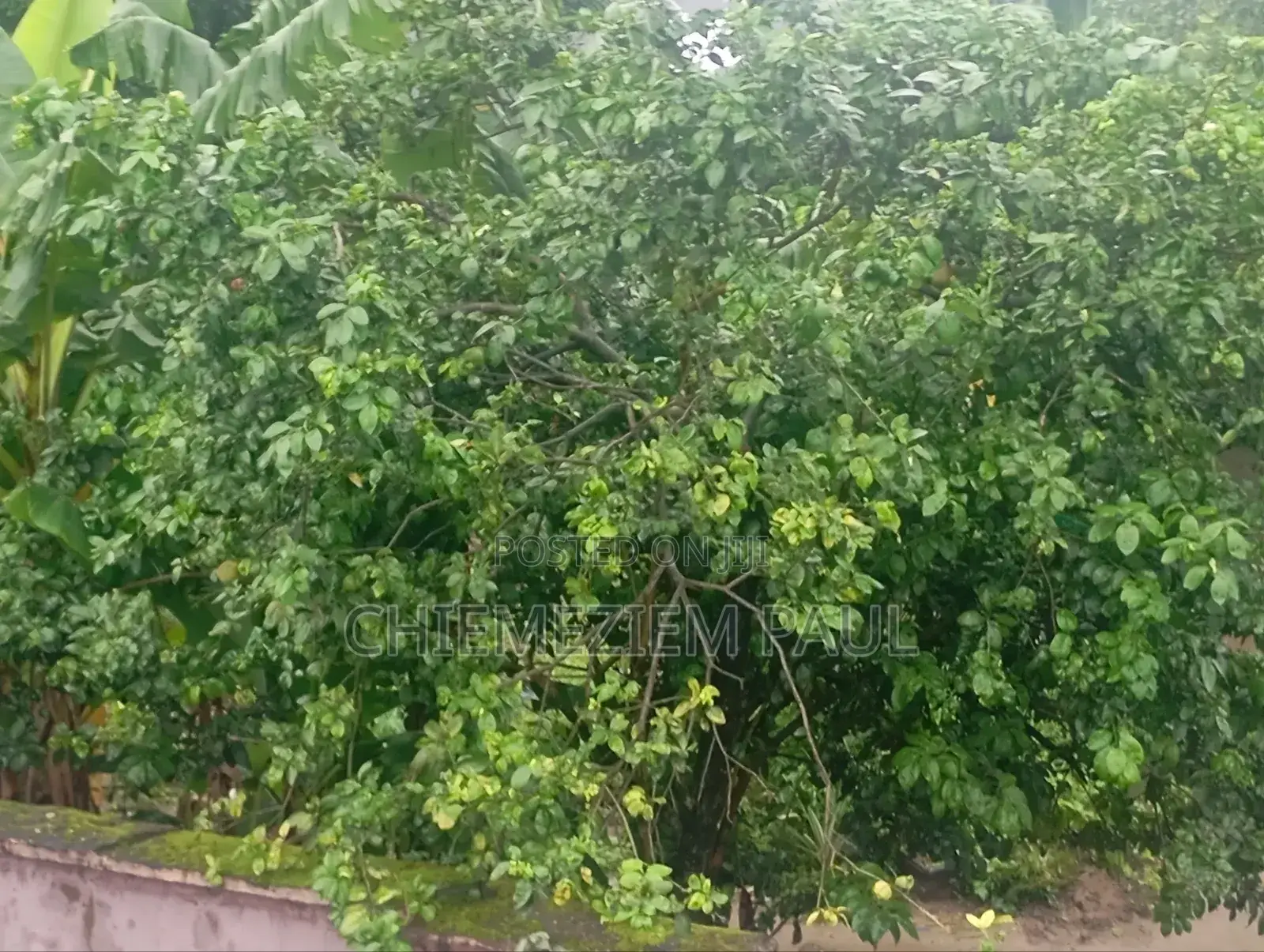 Empty 2 Plots of Land for Sale in Port-Harcourt