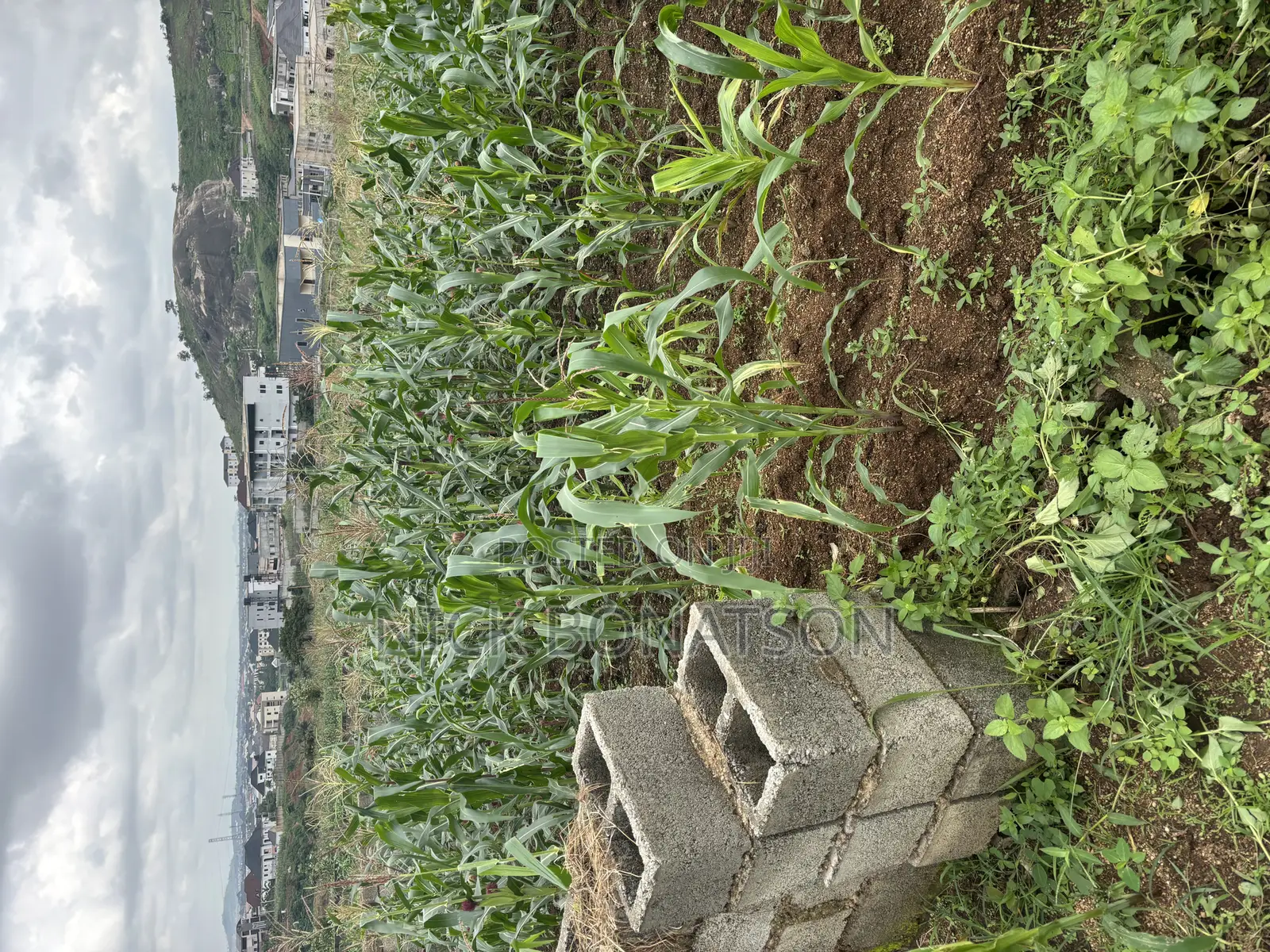 Fcda C of O in Dawaki
