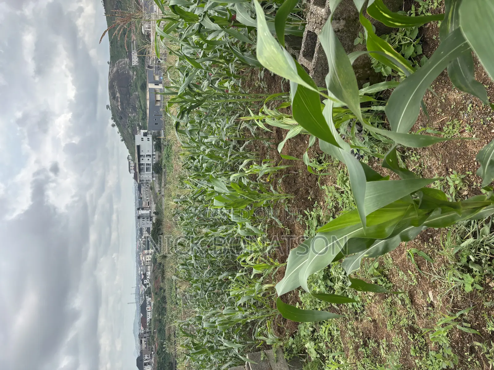 Fcda C of O in Dawaki