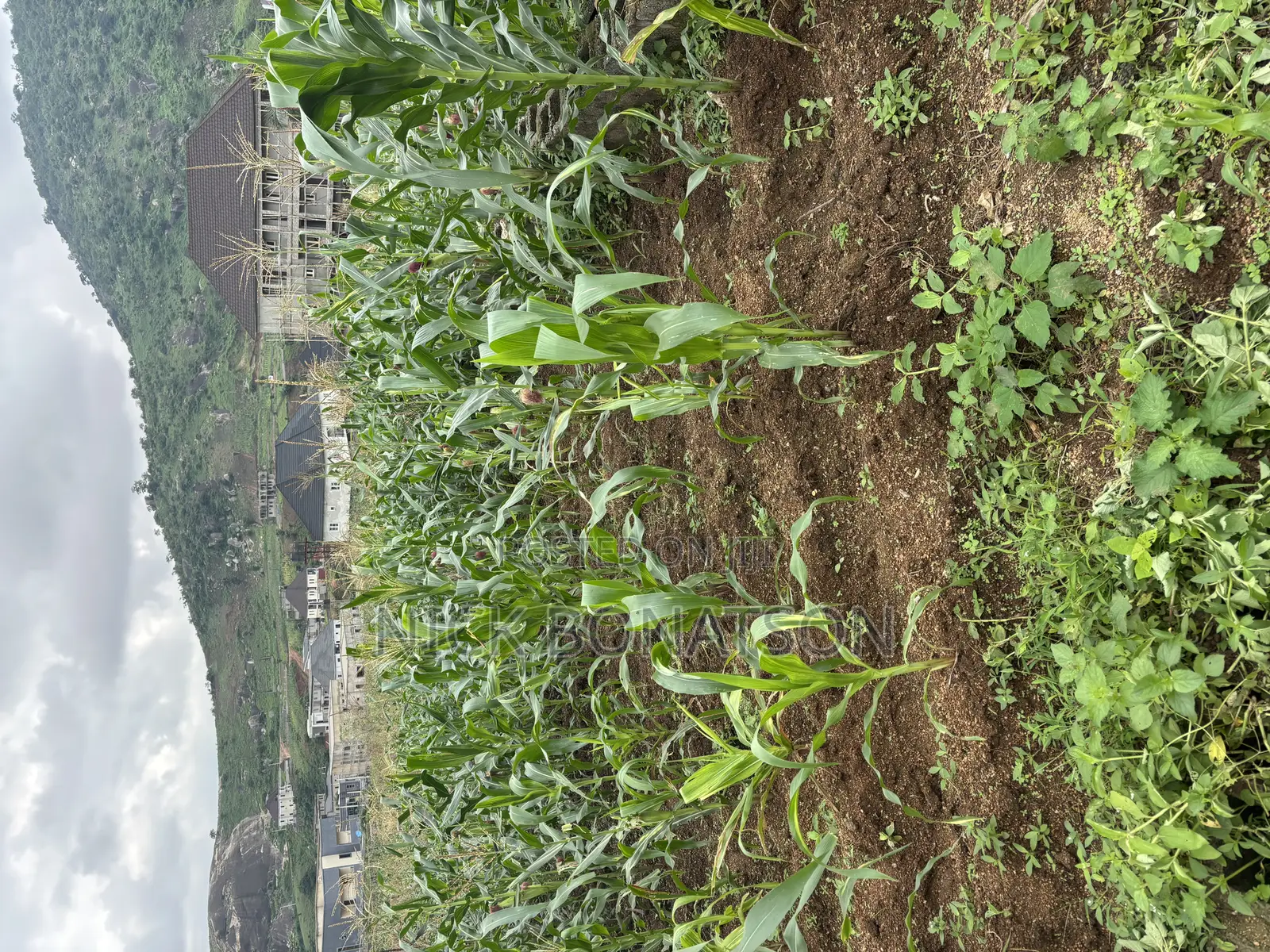 Fcda C of O in Dawaki