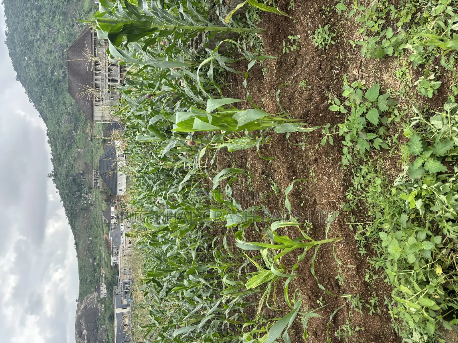 Fcda C of O in Dawaki