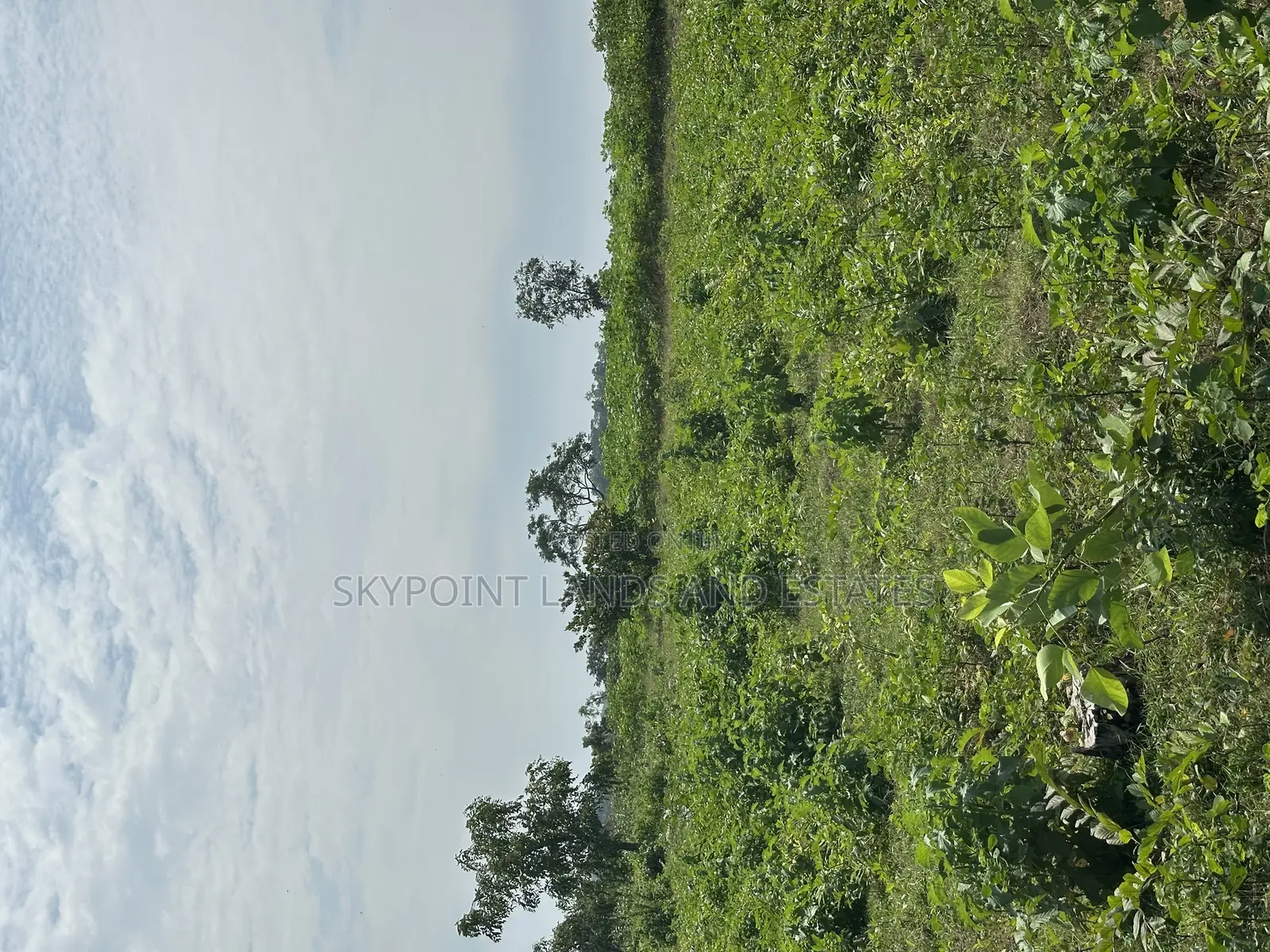 400 Acres Available at Okaka, Itesiwaju Local Government in Itesiwaju