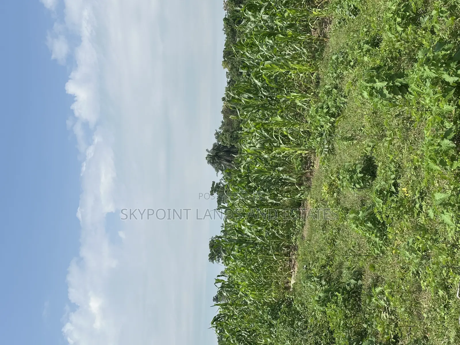 400 Acres Available at Okaka, Itesiwaju Local Government in Itesiwaju