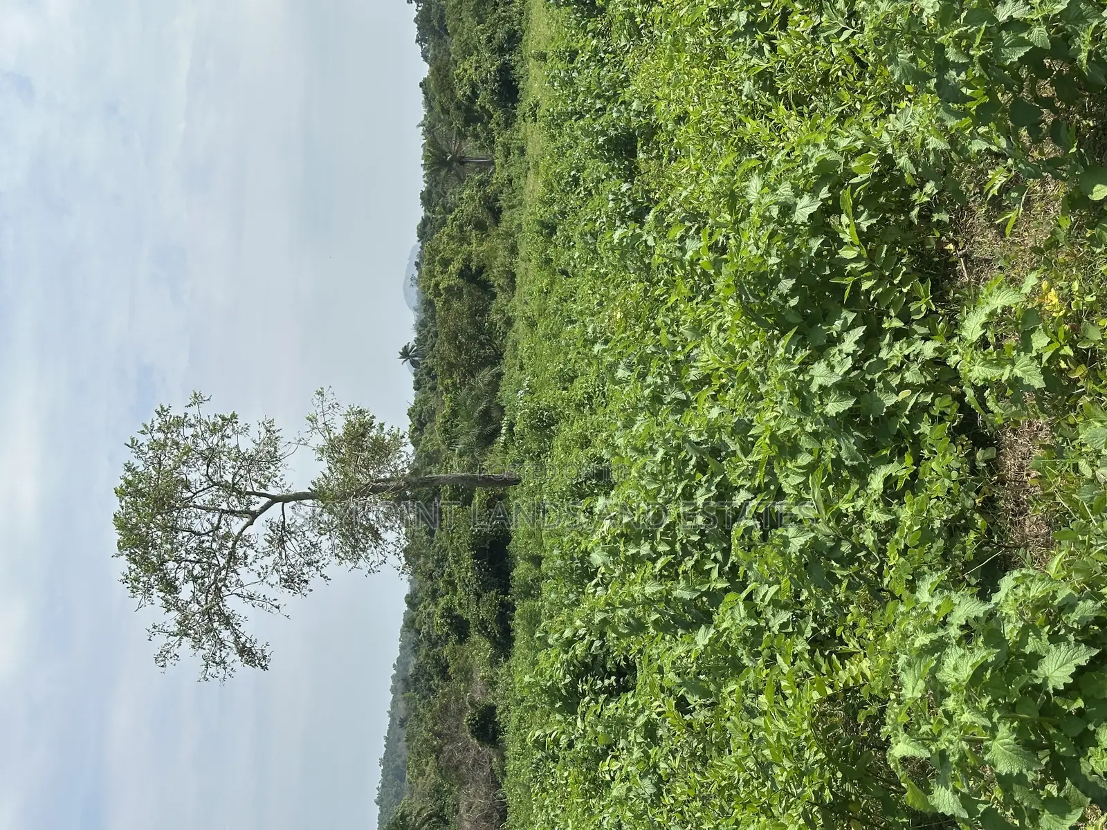 400 Acres Available at Okaka, Itesiwaju Local Government in Itesiwaju
