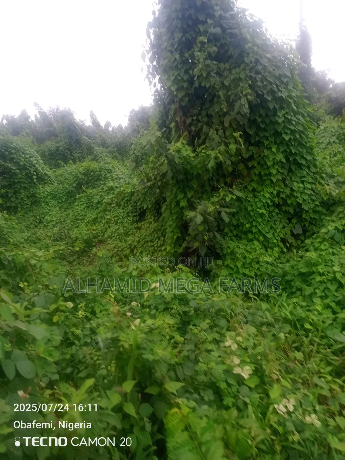 1000 Acres of Farmland at 180,000 in Itesiwaju