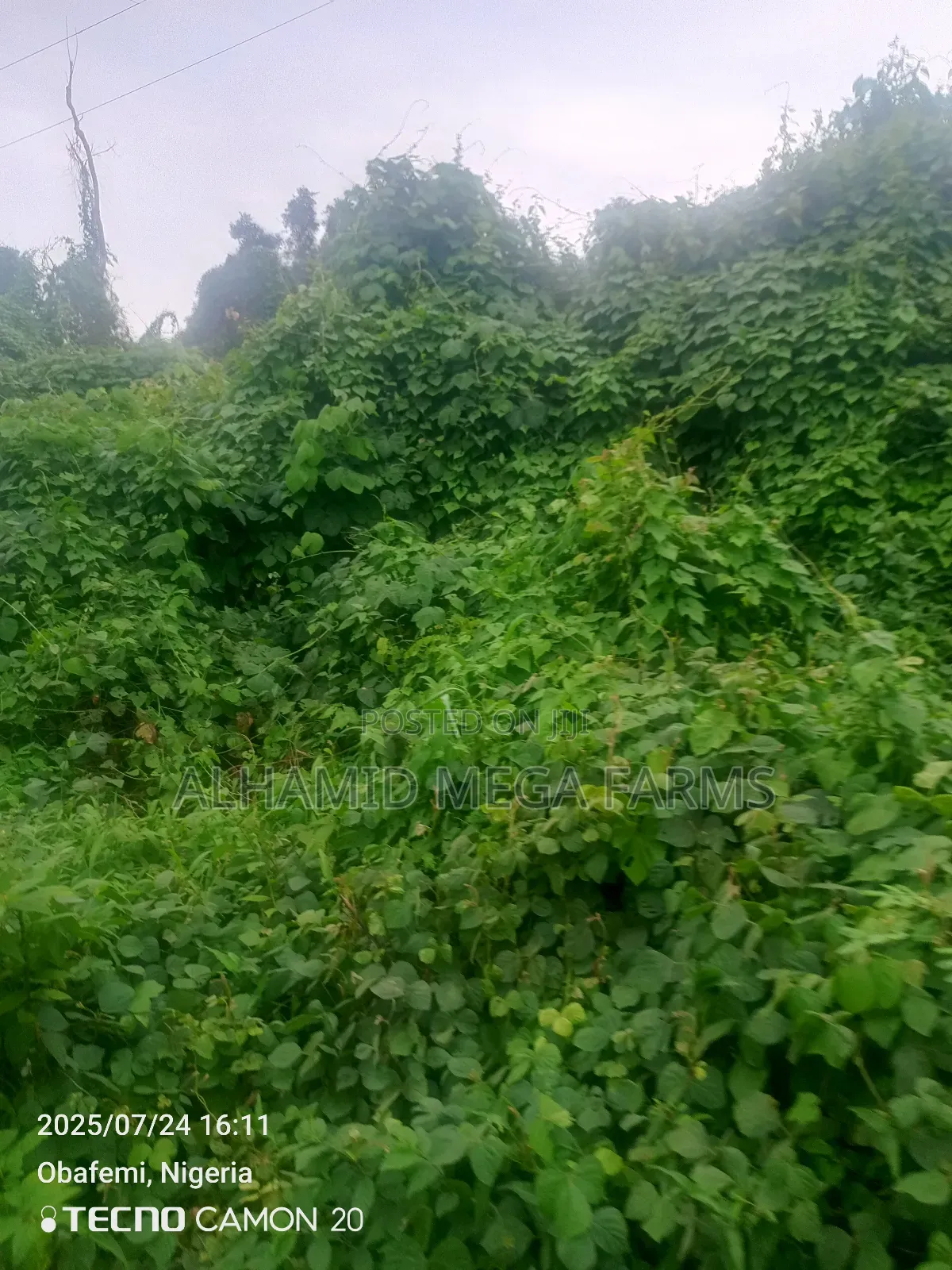 1000 Acres of Farmland at 180,000 in Itesiwaju
