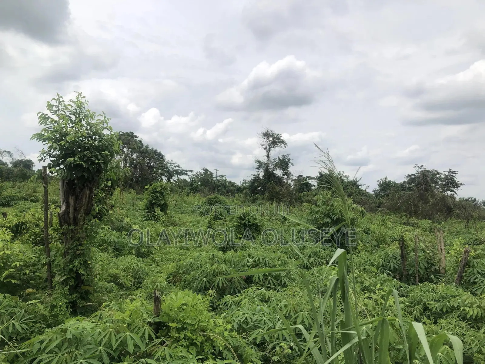 Farmland in Odeda, Ogun State Nigeria in Odeda