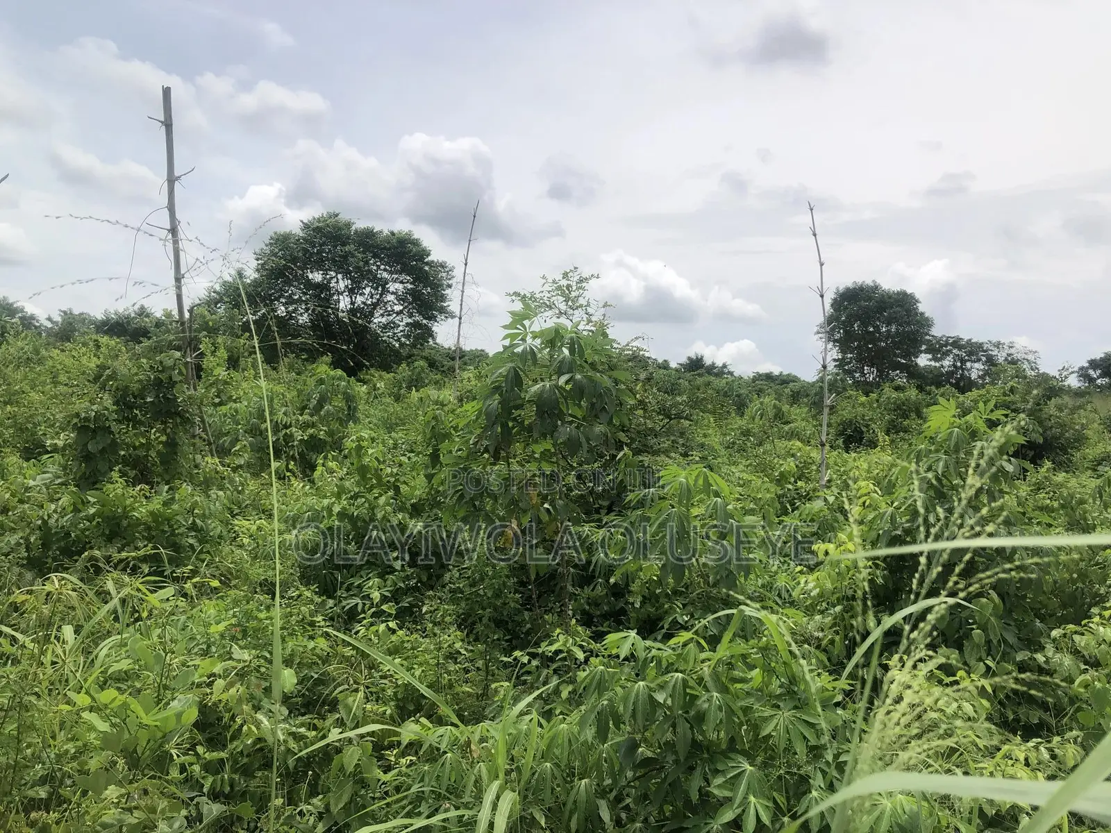 Farmland in Odeda, Ogun State Nigeria in Odeda