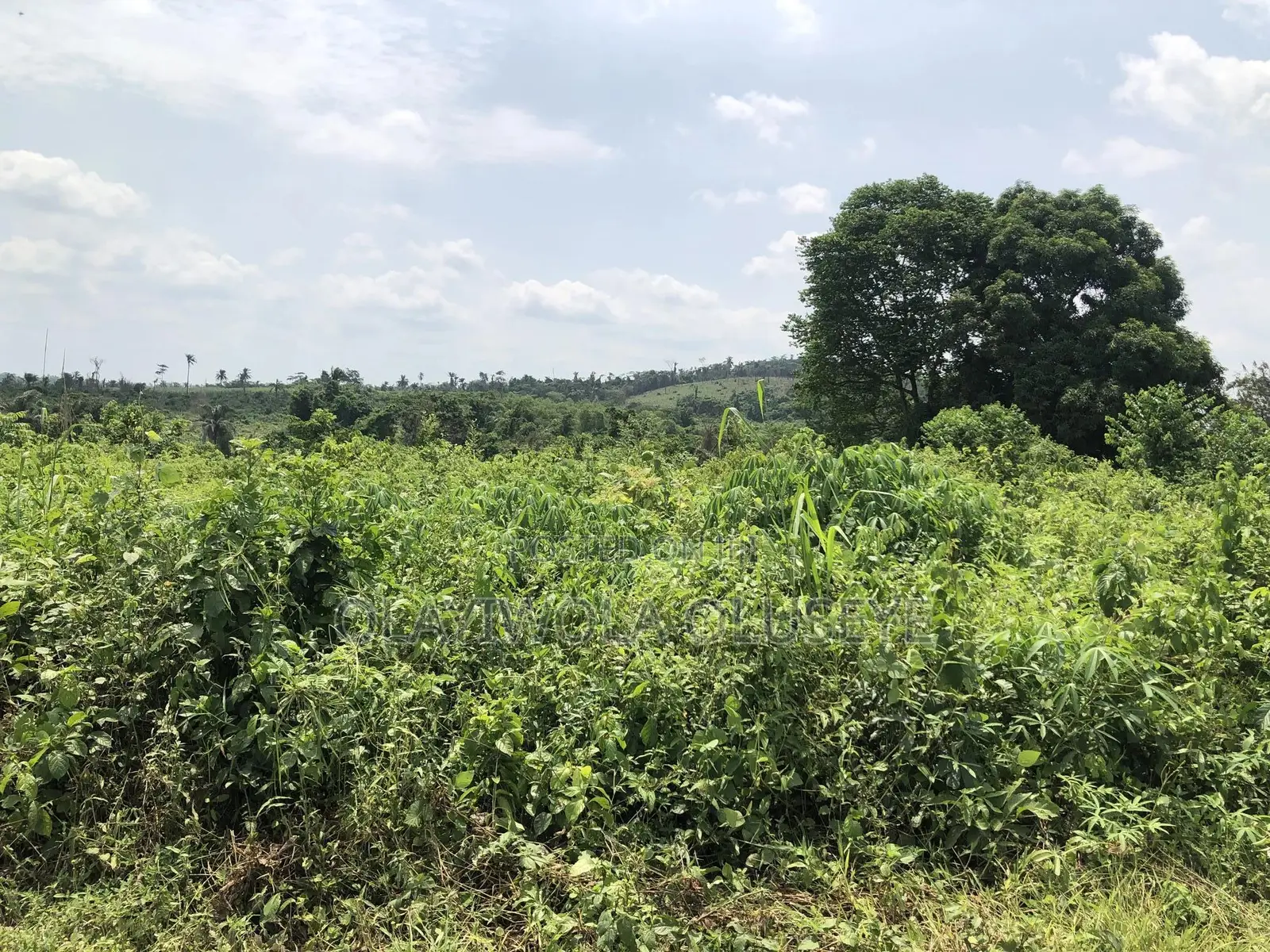 Farmland for Good Agriculture Purpose in Ogun State Nigeria in Odeda