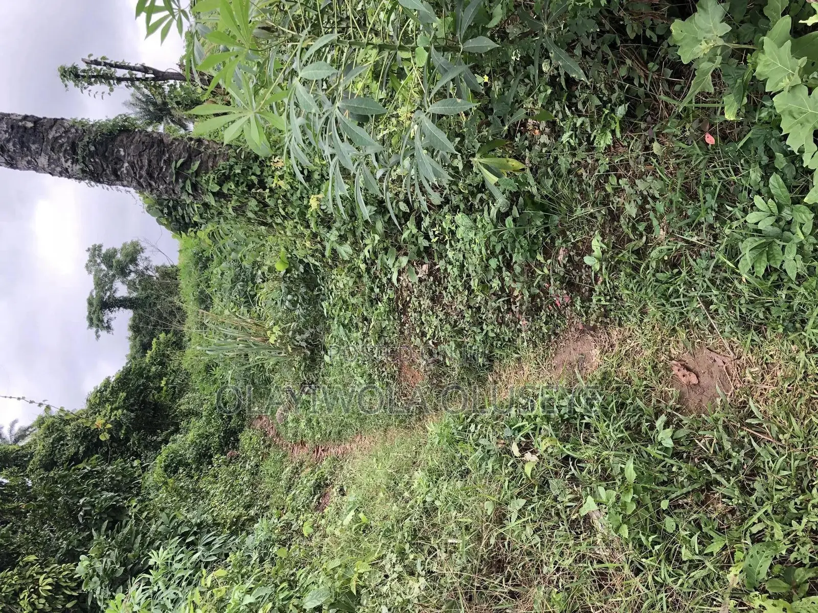 Farmland for Good Agriculture Purpose in Ogun State Nigeria in Odeda