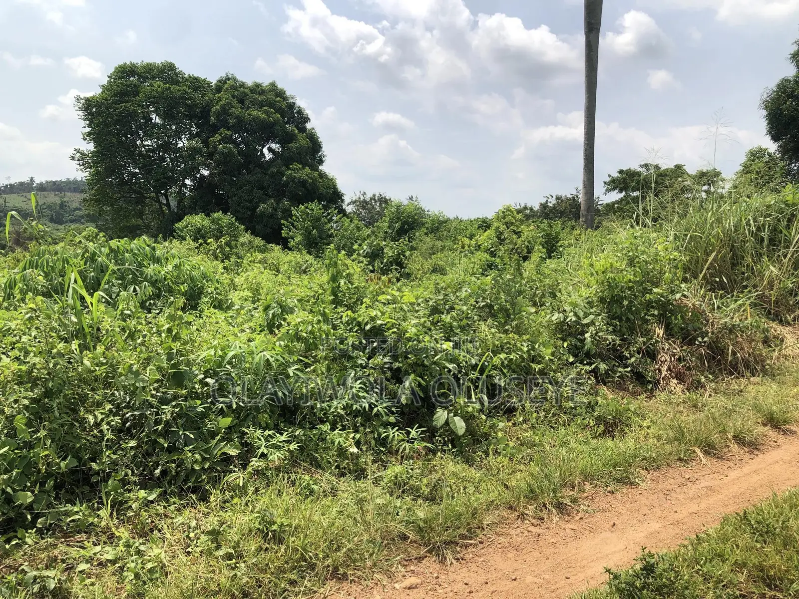 Farmland for Good Agriculture Purpose in Ogun State Nigeria in Odeda