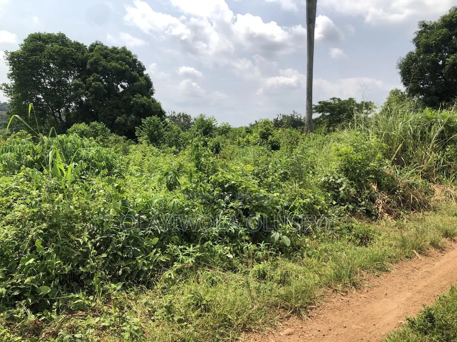 Farmland for Good Agriculture Purpose in Ogun State Nigeria in Odeda