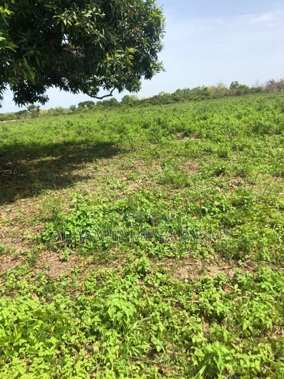 725 Acres of Farmland for Sale With Coo in Iseyin