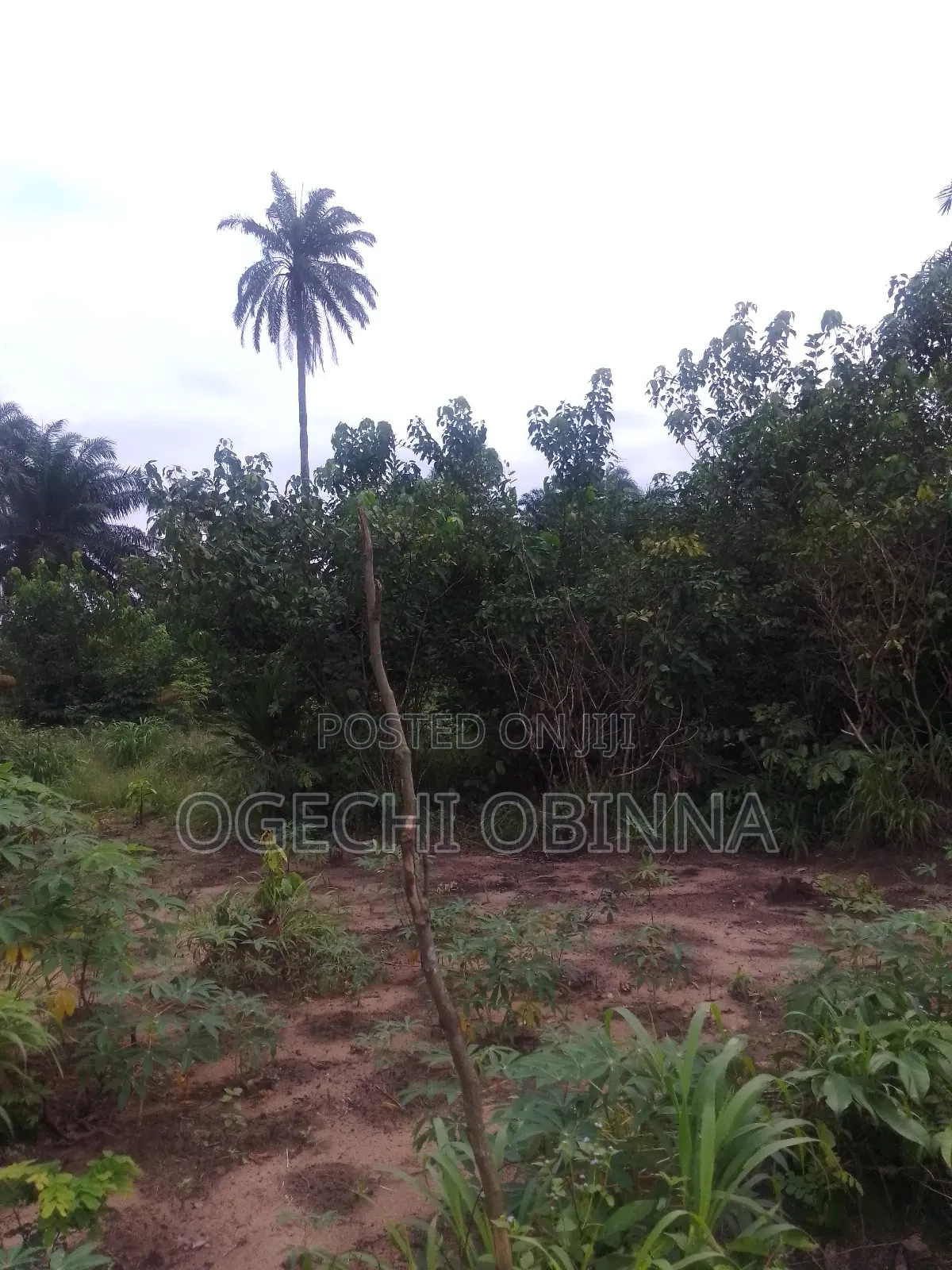 Distress Genuine Mass Land for Sale in Port-Harcourt