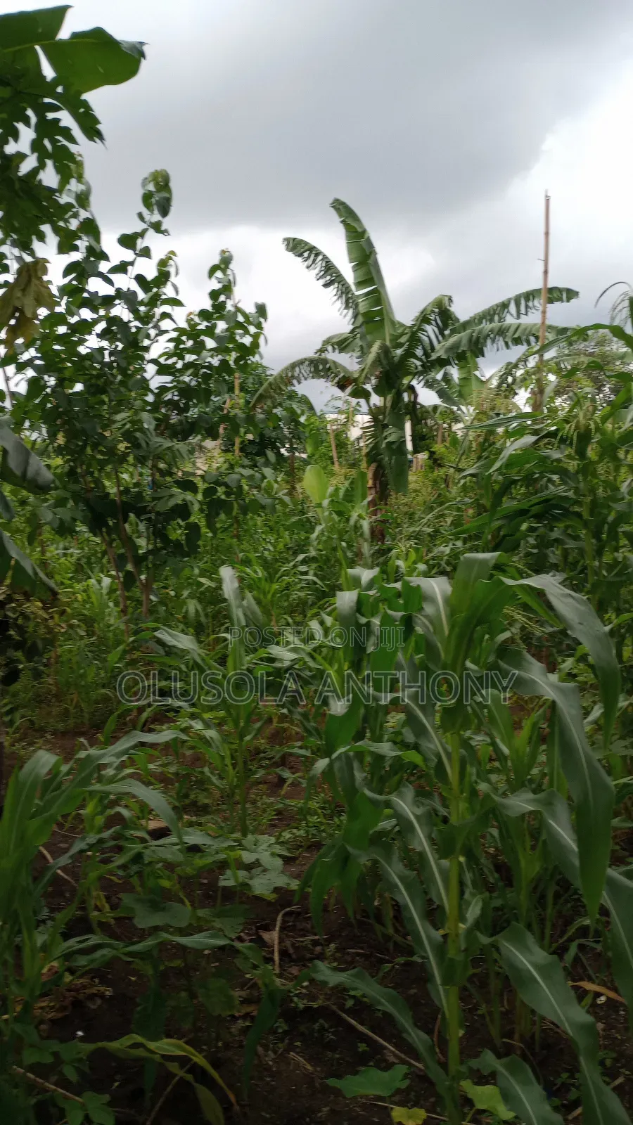 5 Plots of Land for Sale in Port Harcourt,Nigeria in Shell Location