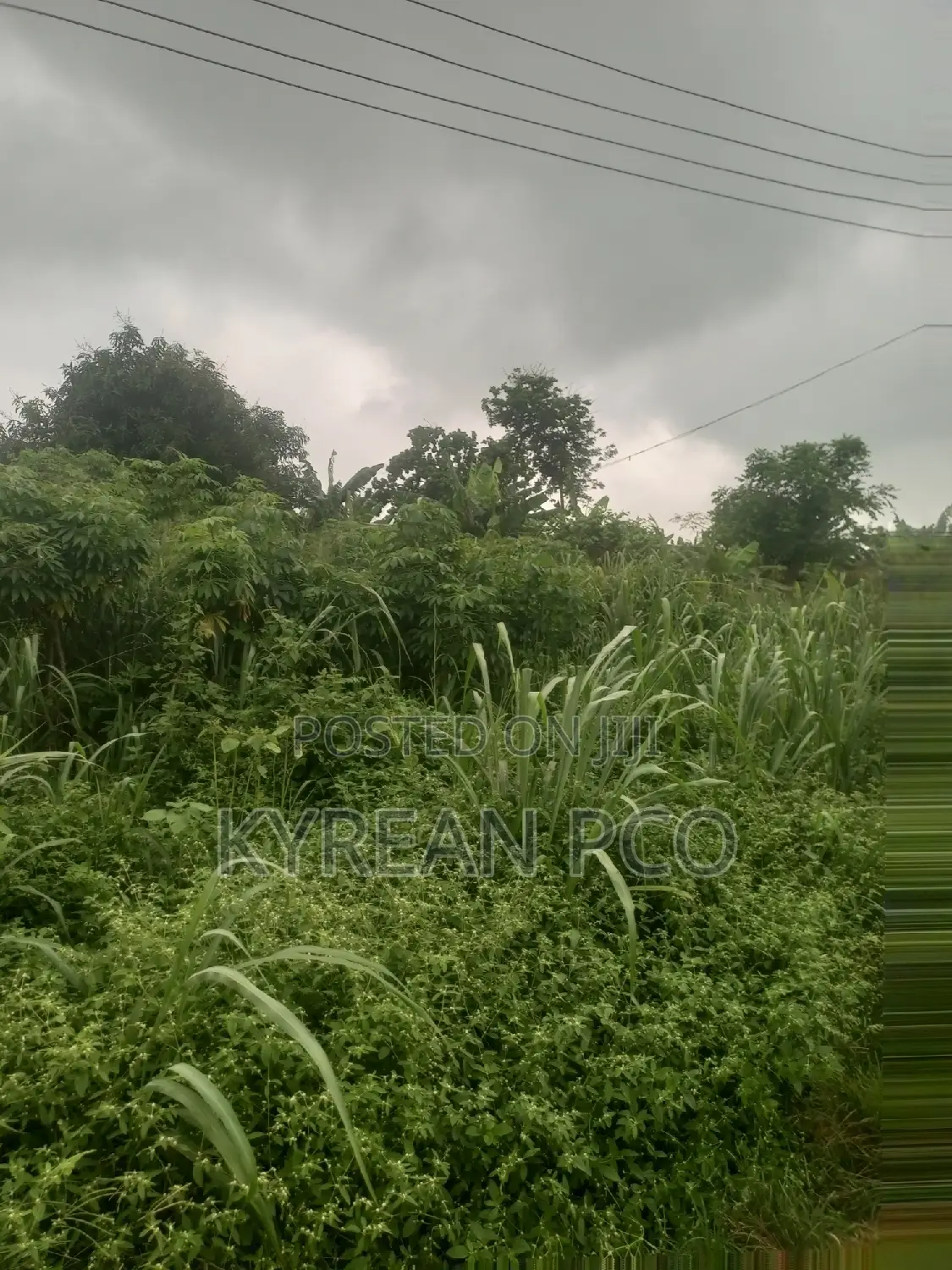 Pig Farmland in Ikorodu