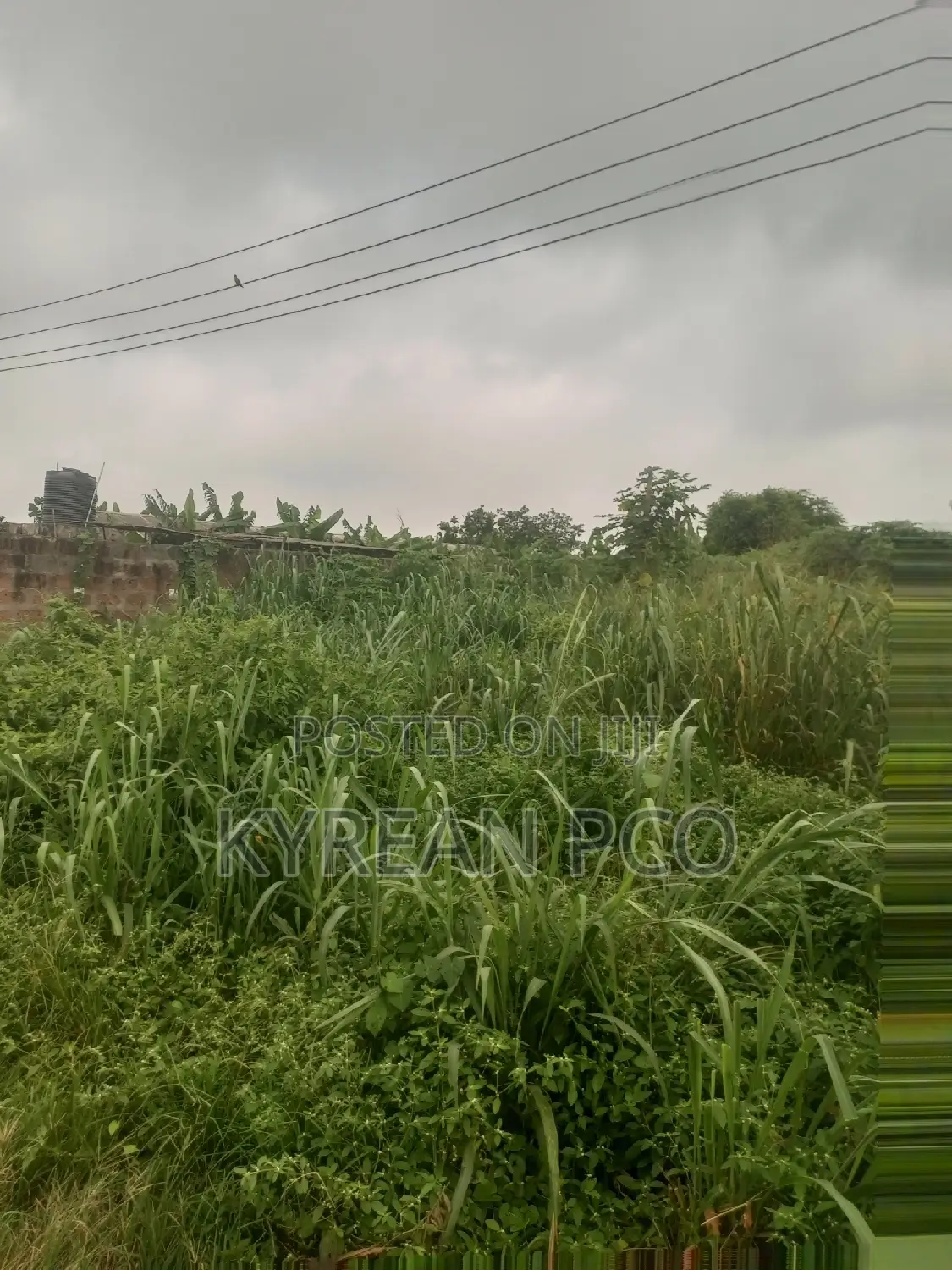Pig Farmland in Ikorodu
