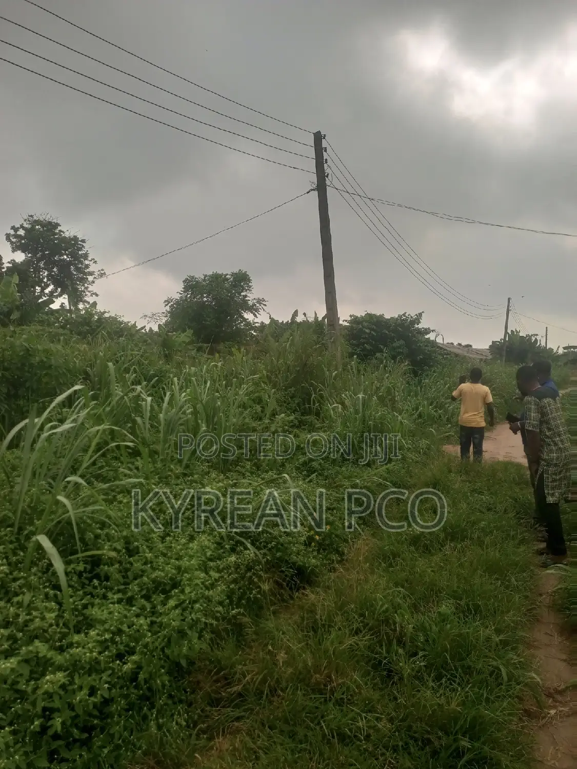 Pig Farmland in Ikorodu