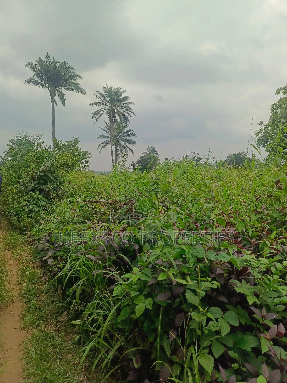 Farm Land at Igan Alade in Ayetoro