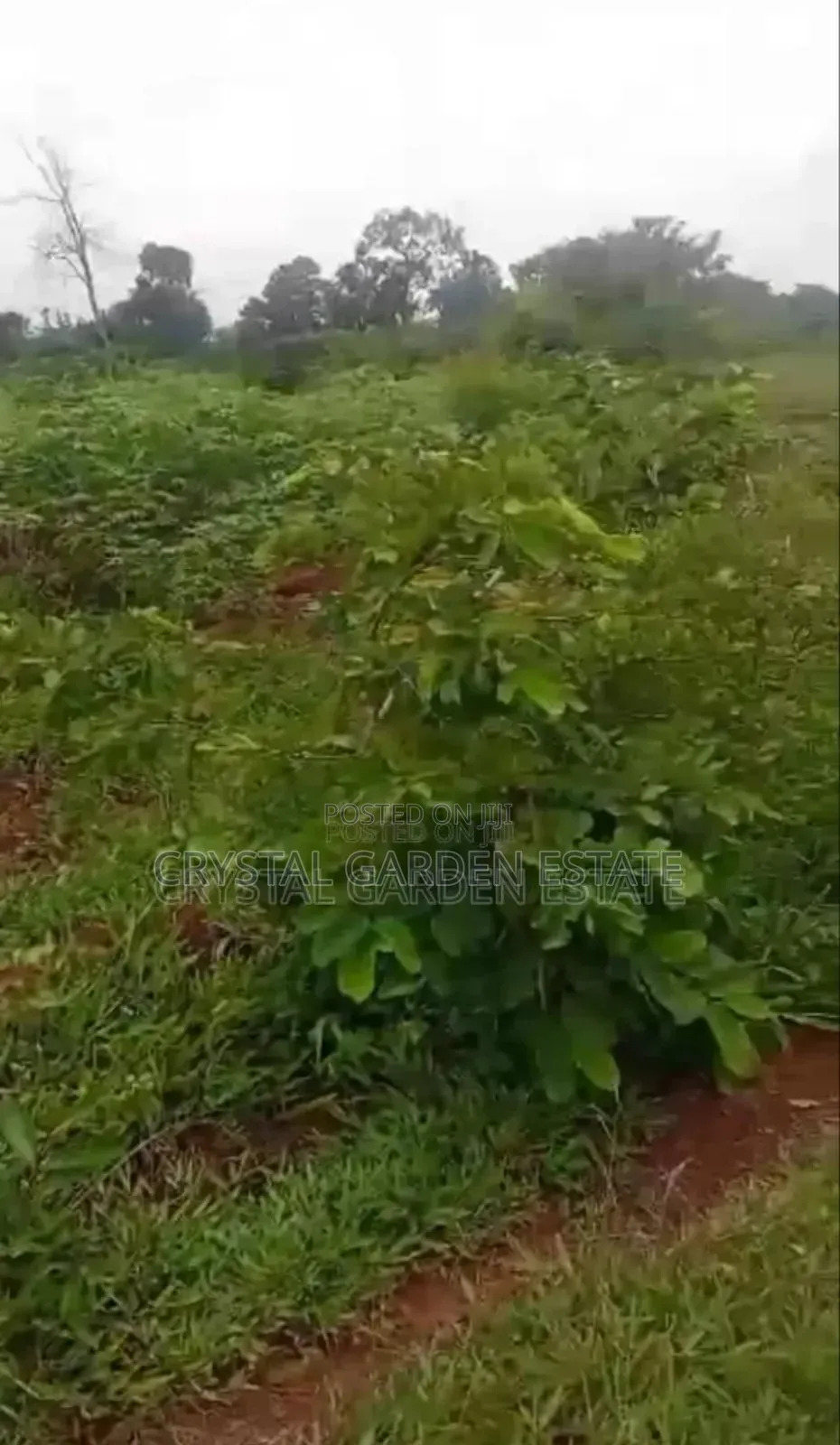 50x100sq.Meter: Land For Sale At Oko River. in Oji-River