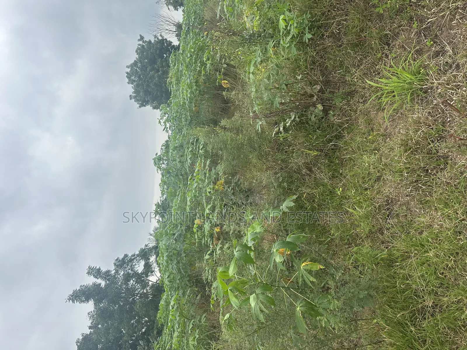 30 Acres at Km 8, Off Iseyin to Ibadan Express Road, Iseyin in Iseyin