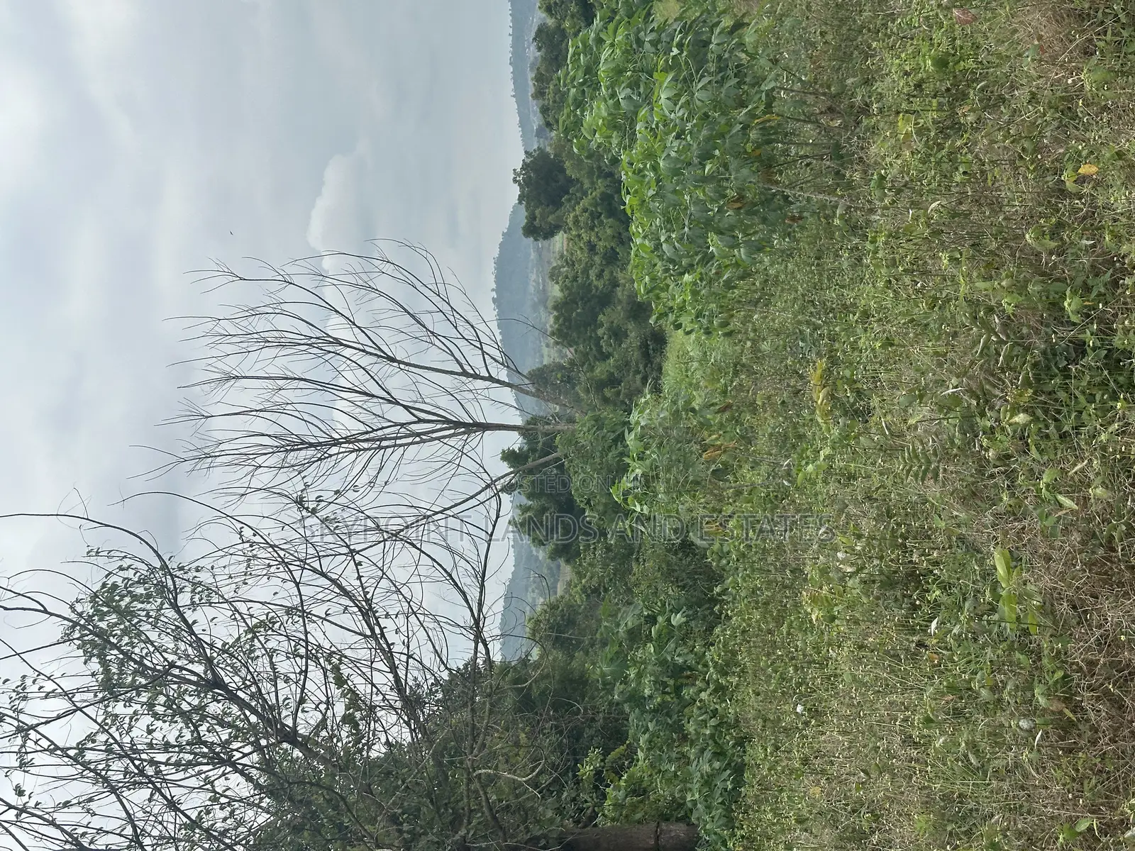 30 Acres at Km 8, Off Iseyin to Ibadan Express Road, Iseyin in Iseyin