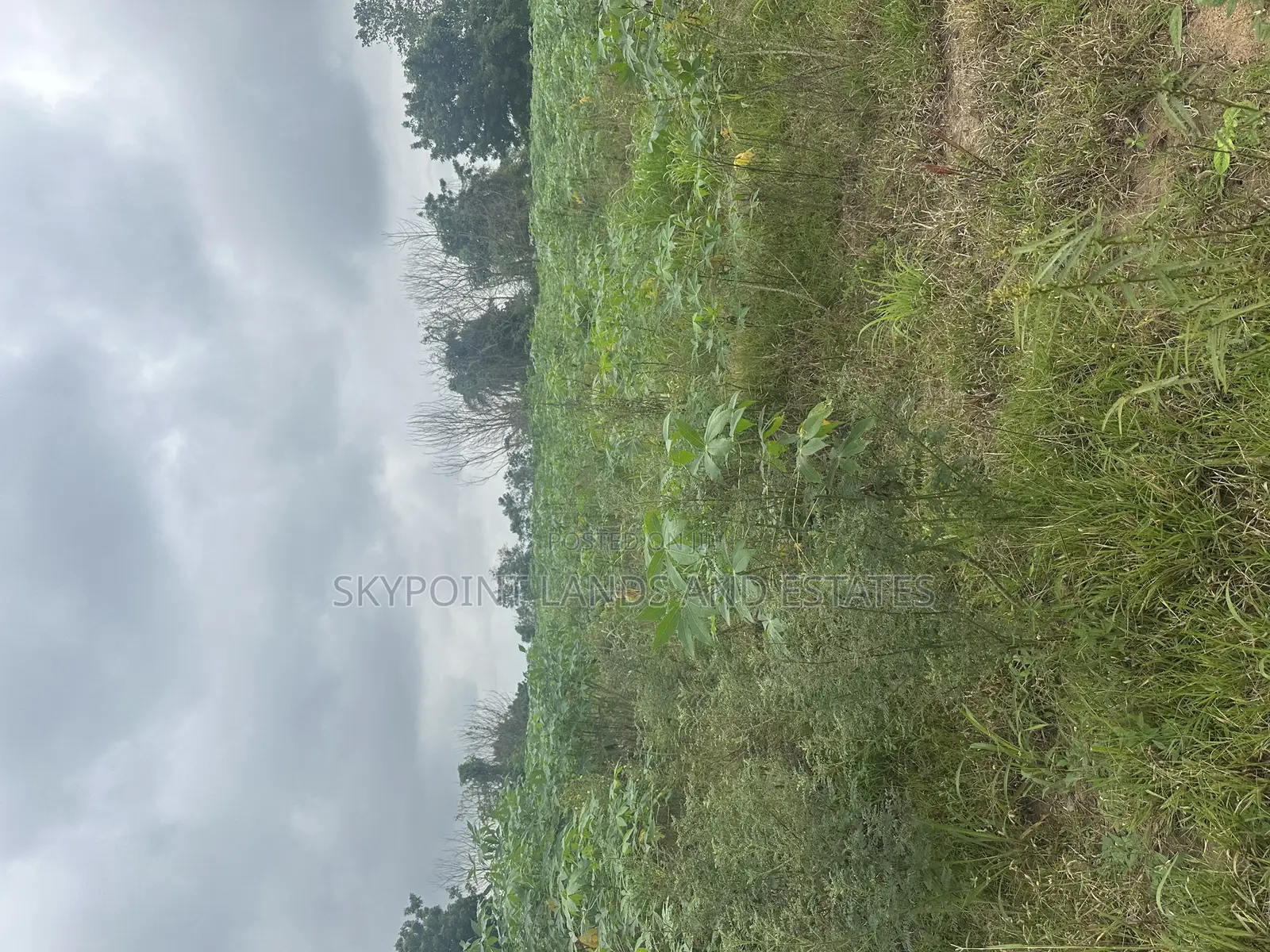 30 Acres at Km 8, Off Iseyin to Ibadan Express Road, Iseyin in Iseyin