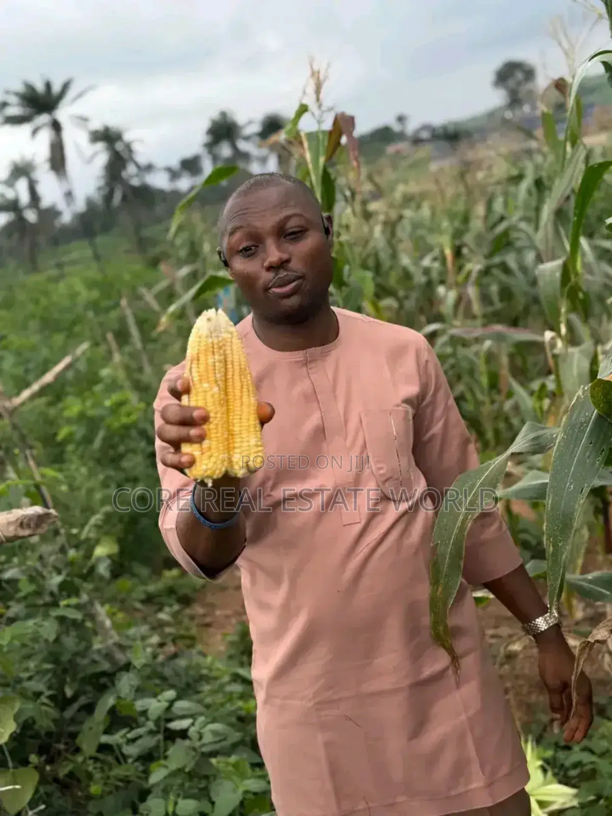 Largest Farm Estate in Africa, Ogun, Products Is Has Been Going On in Obafemi-Owode
