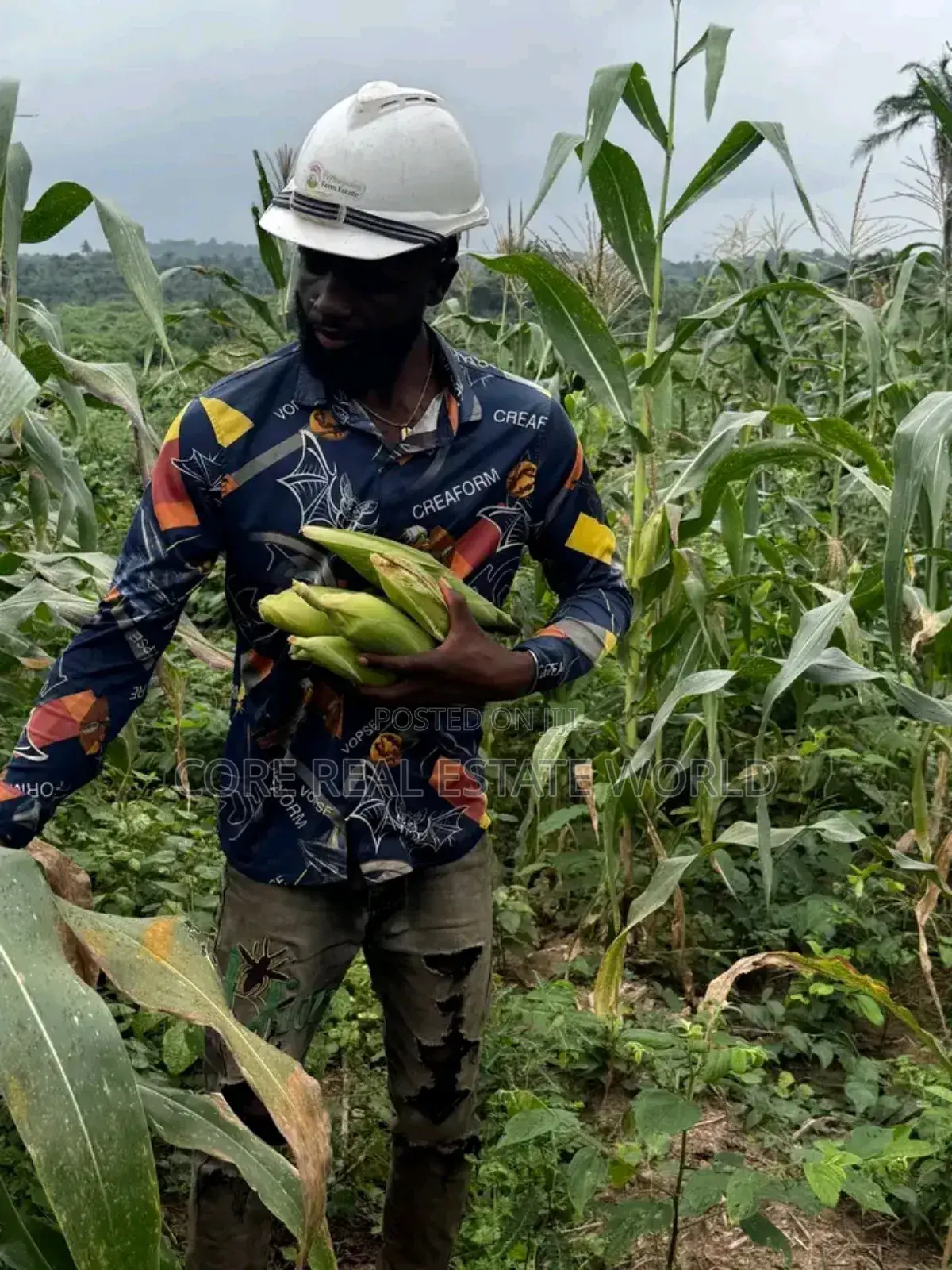 Largest Farm Estate in Africa, Ogun, Products Is Has Been Going On in Obafemi-Owode