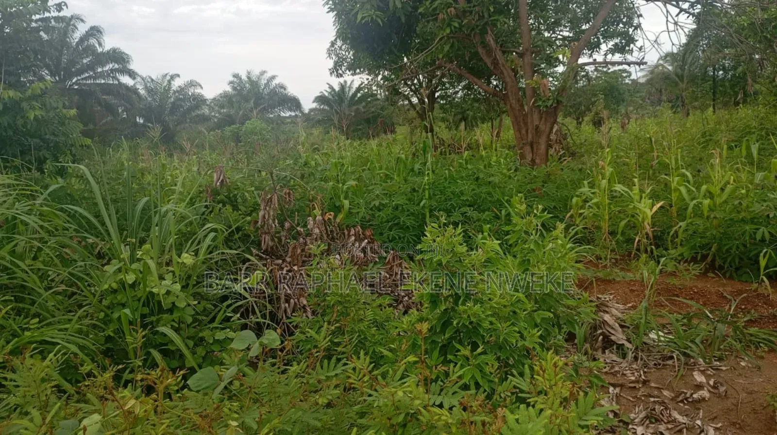 118 Plots of Land for Sale in Aghamelu