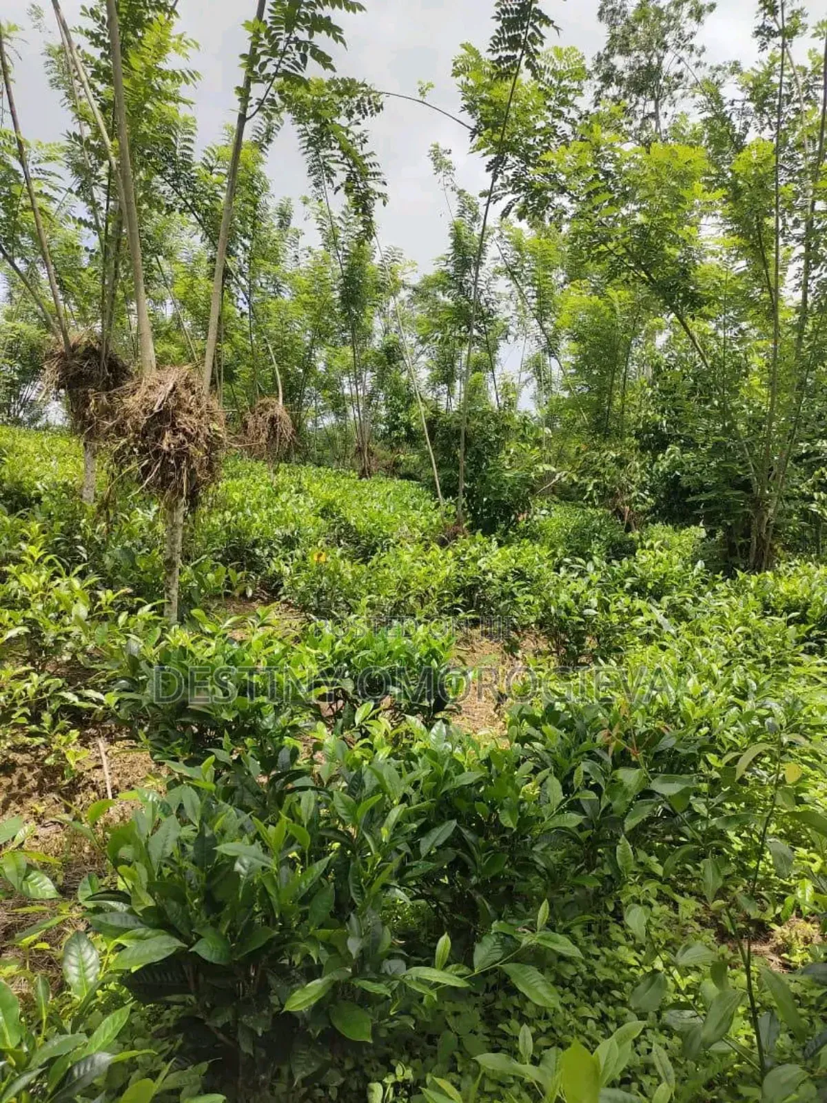 Land for Sale in Ikpoba-Okha