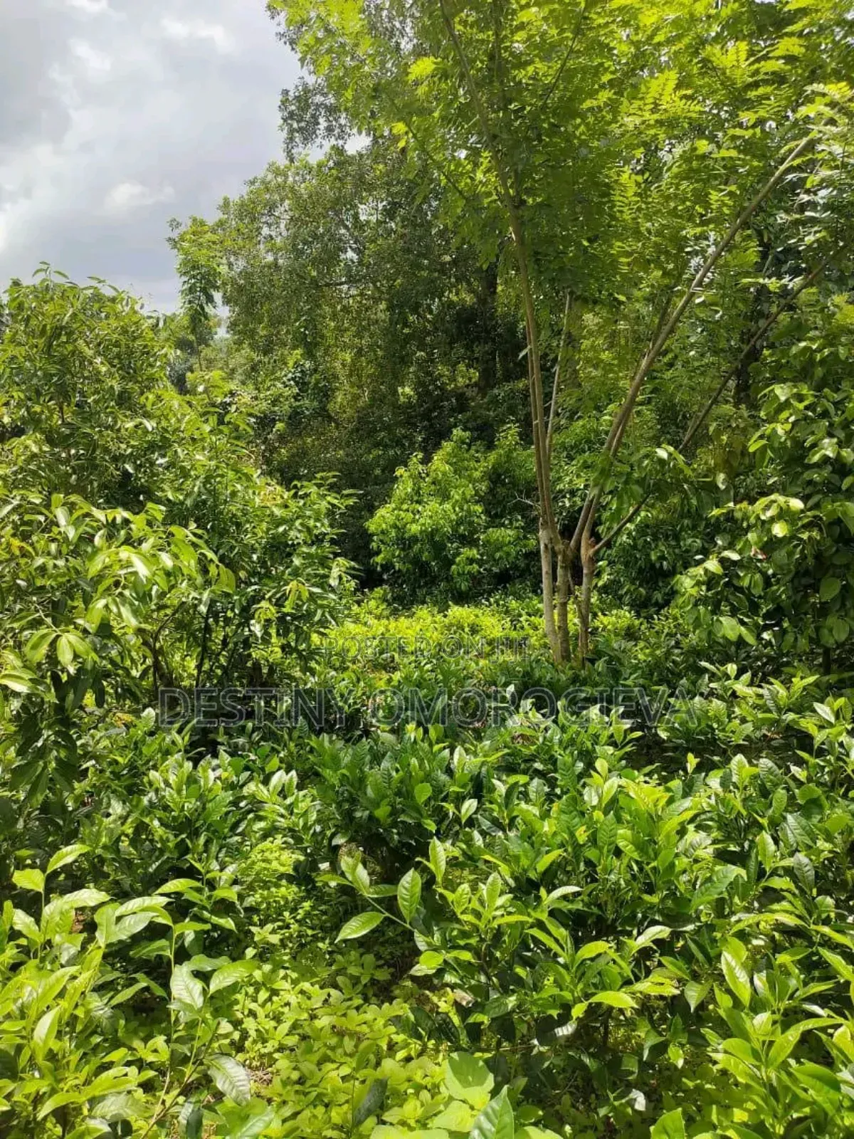 Land for Sale in Ikpoba-Okha
