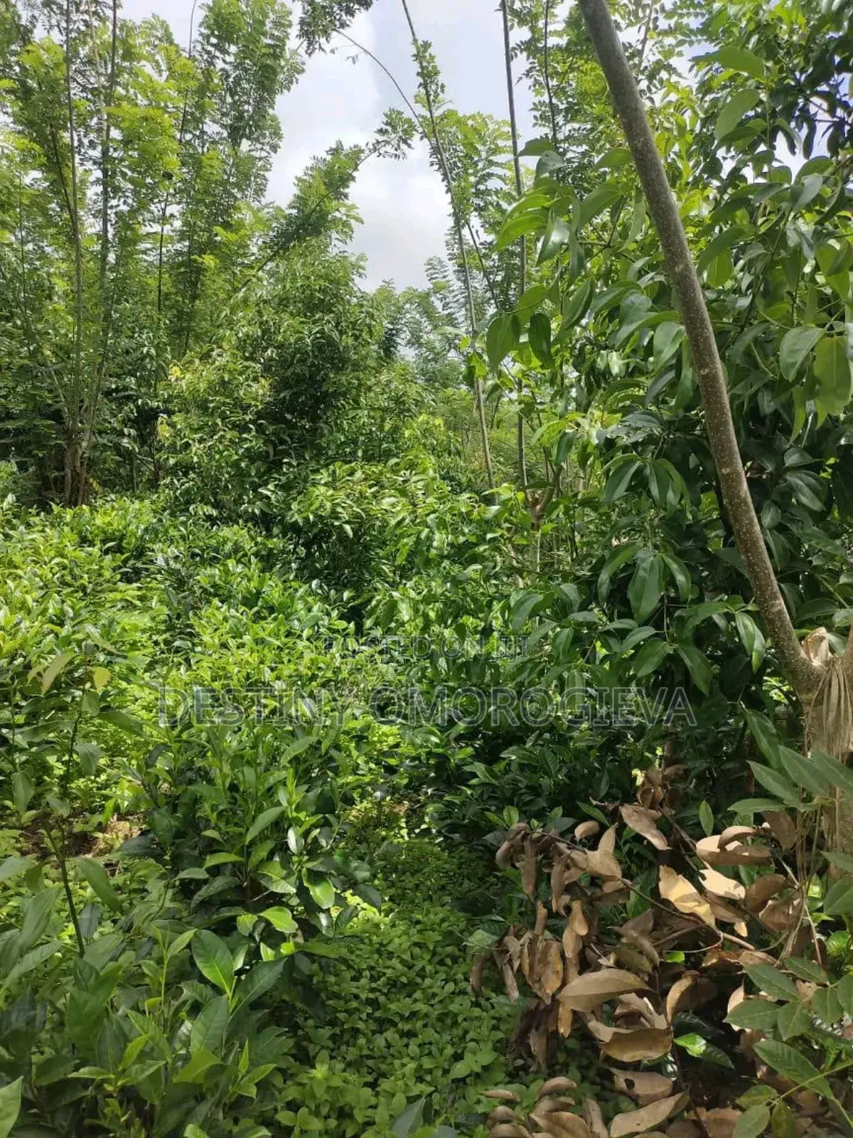 Land for Sale in Ikpoba-Okha