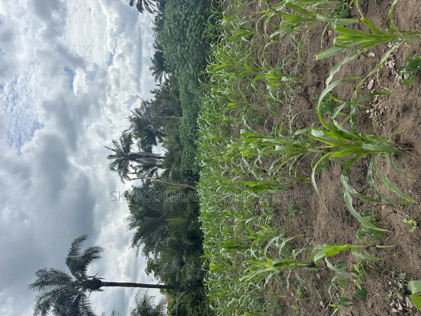 7000 Acres of Land at Ijio Meso Iwajowa Local Government in Iwajowa