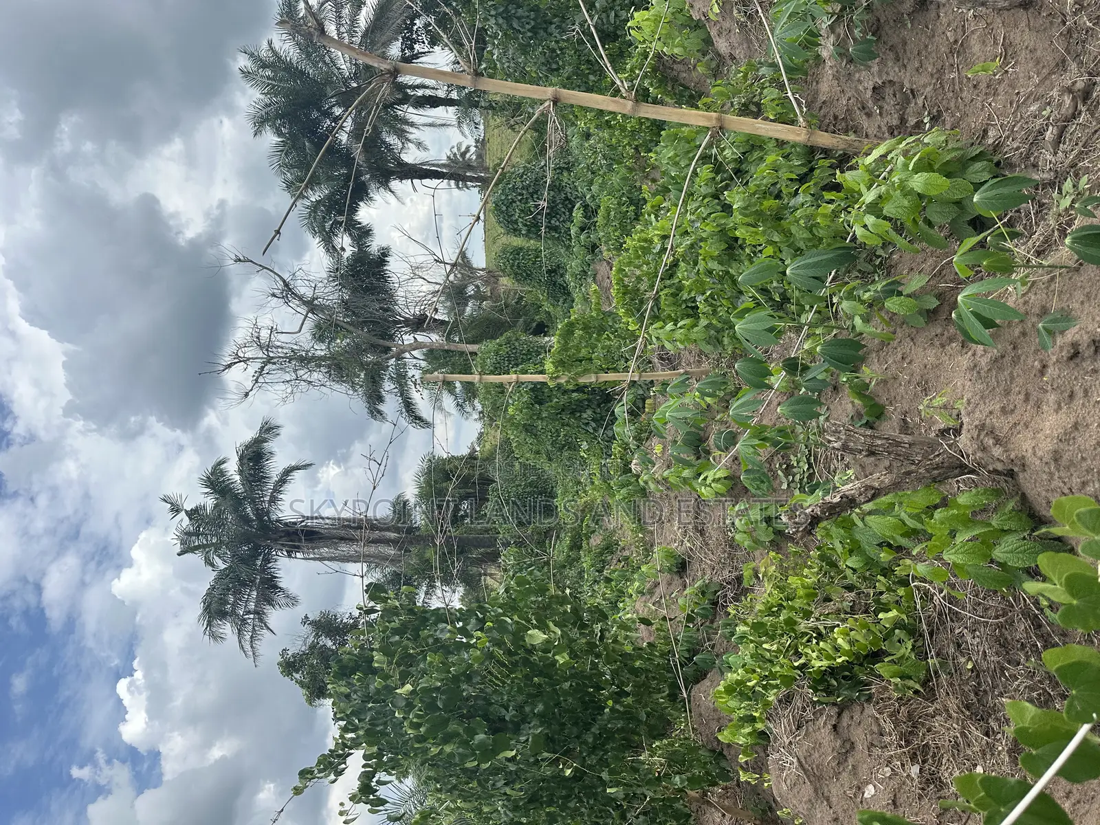 7000 Acres of Land at Ijio Meso Iwajowa Local Government in Iwajowa