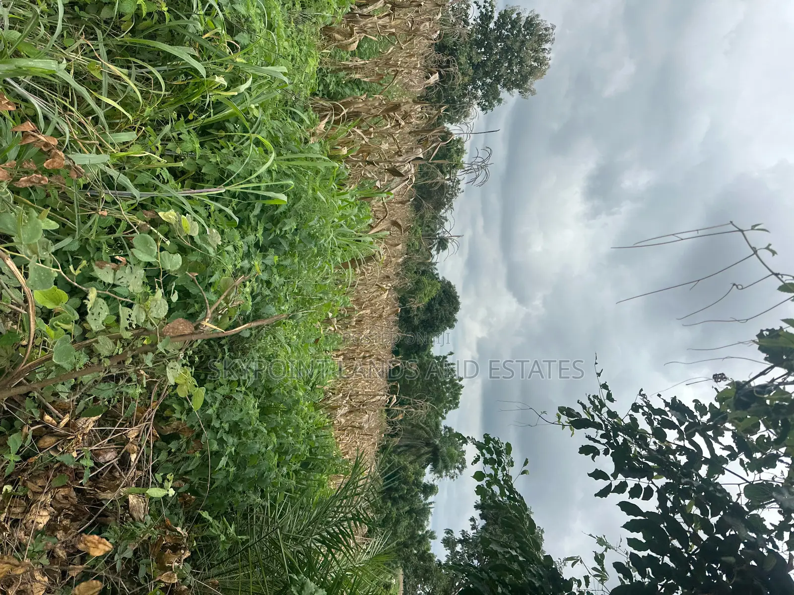 1000 Acres of Land at Ilero Town, Kajola Local Government Area in Kajola