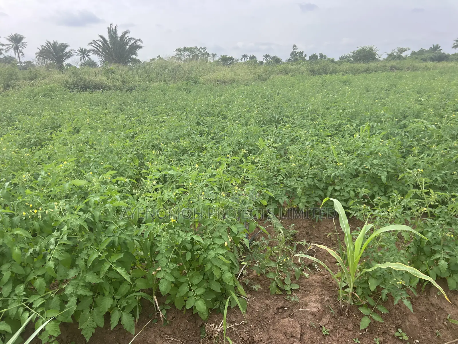 Farmland at Eredo 10 Acres in Ado-Odo/Ota